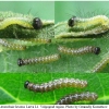 aras levana larva1 volg